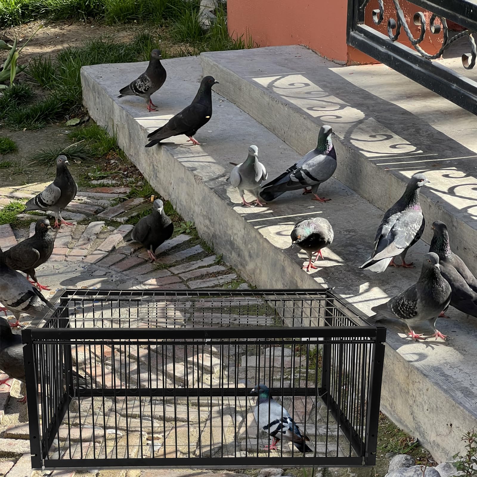 Taubenfalle, Vogelkäfig mit Einweg-Eingang (4 Türen), Falten Taubenschlag Taubenkäfig für Gärten, Dächer, Terrassen
