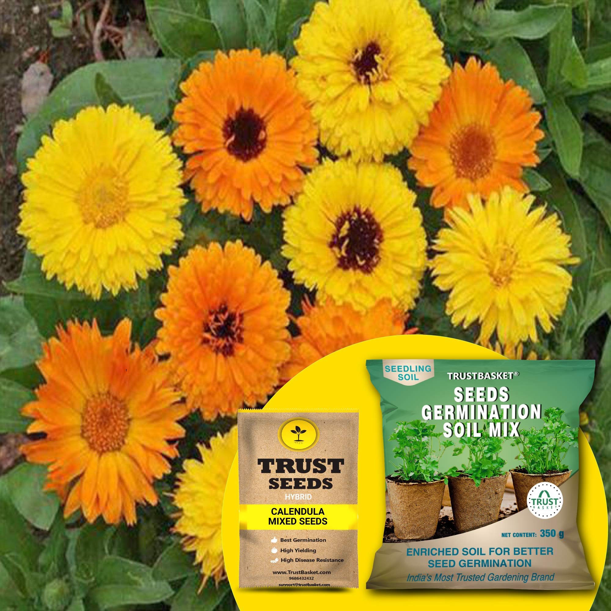See full amazon price history chart for TrustBasket® Calendula Mixed (Hybrid) Seeds With Free Germination Potting Soil Mix TrustBasket® Calendula Mixed (Hybrid) Seeds With Free Germination Potting Soil Mix (B07R8MJ5W6) Amazon Price History, Amazon Price Tracker