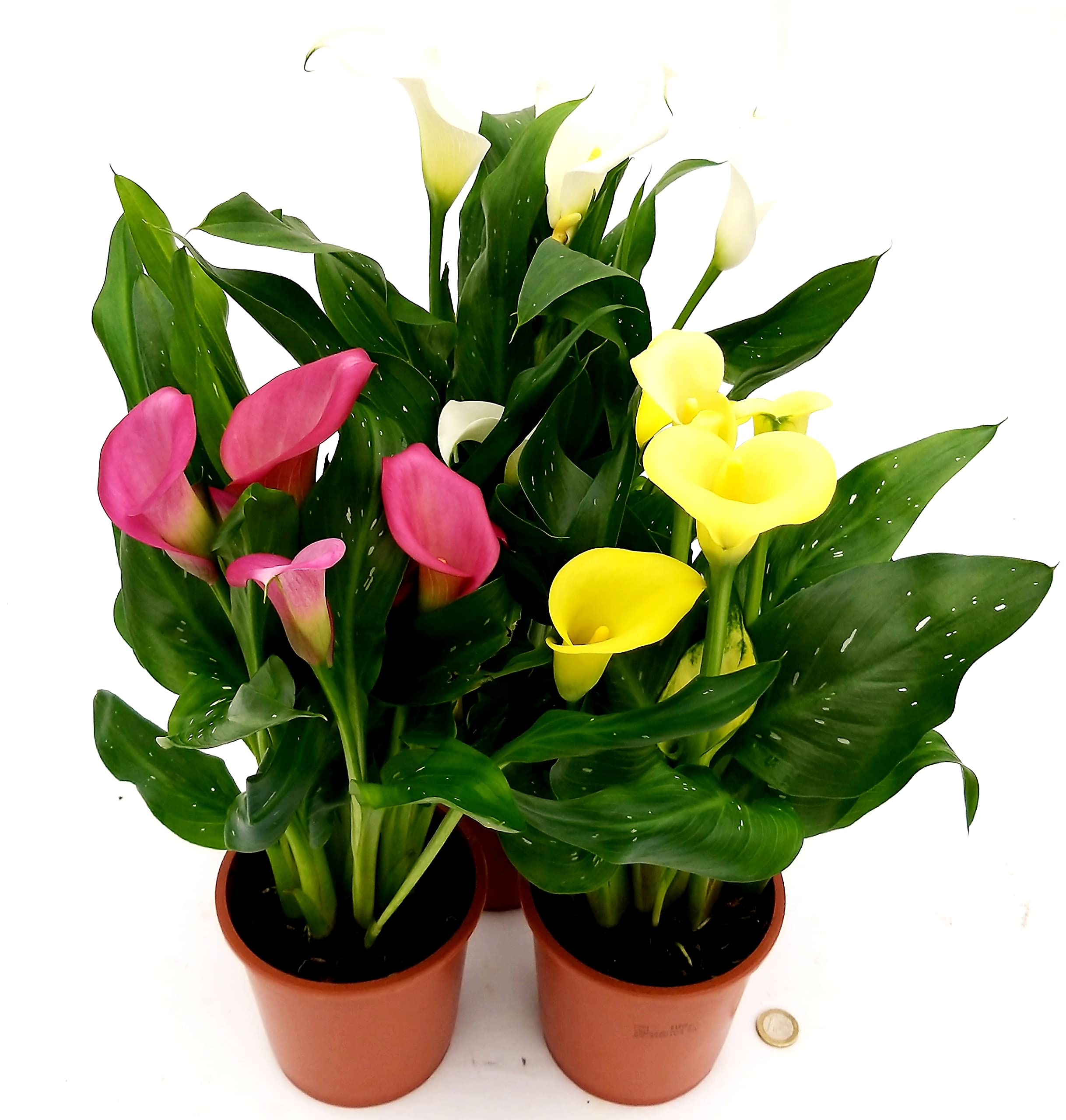 POWERS TO FLOWERS - CALLA DA GIARDINO TRIS, GIALLA, ROSA e BIANCA, VASO 14CM, CONSEGNATE AD INIZIO FIORITURA, Piante vere