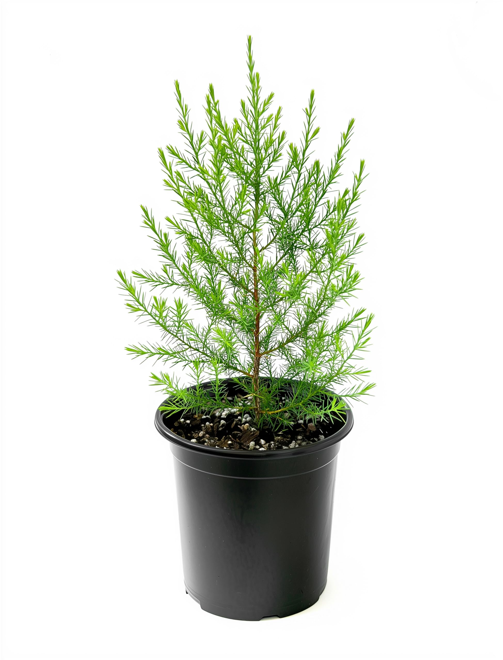 Southern Red Cedar