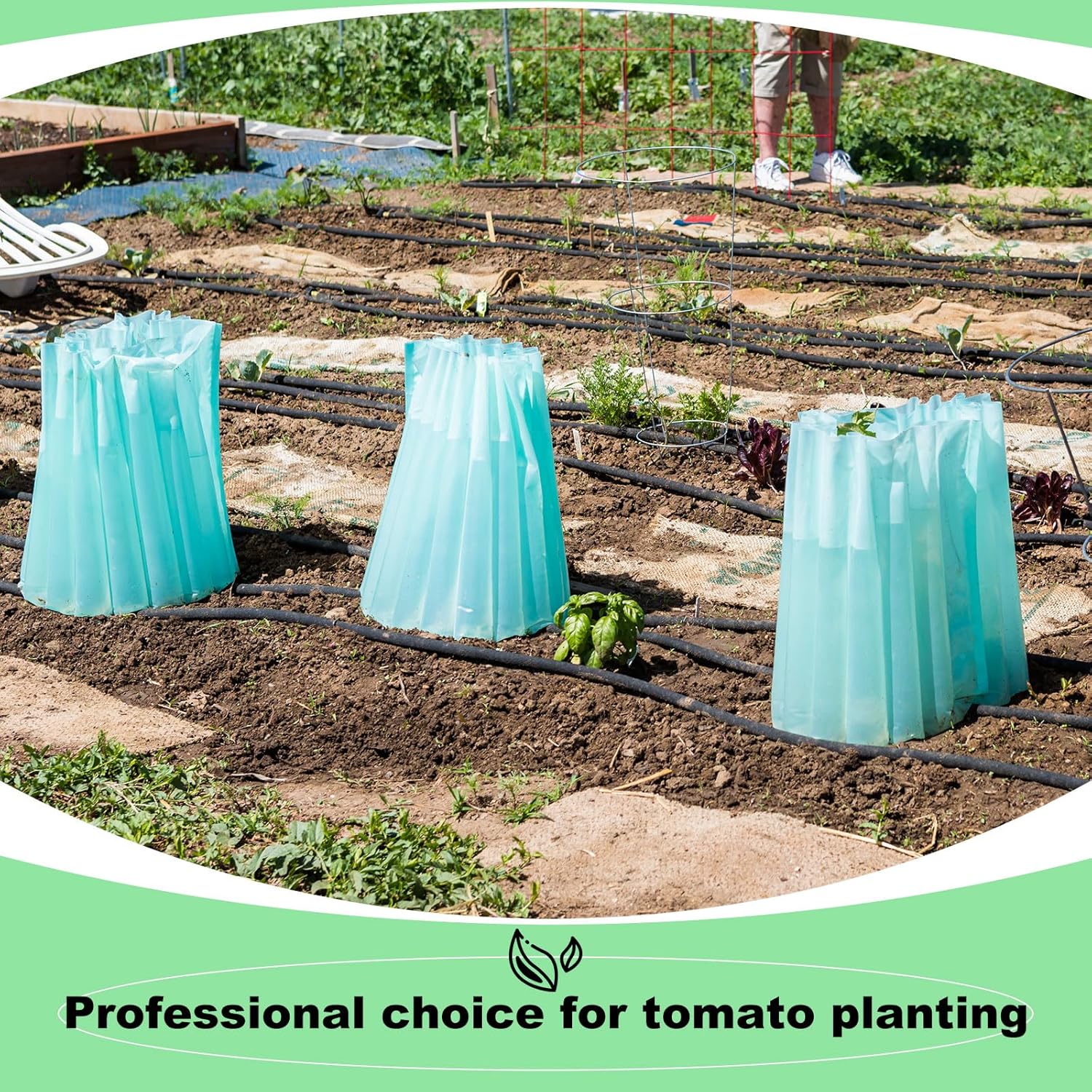Geetery 12 Pcs Gardener Insulating Plant Protector Early Season Plant Protector Wall of Water Tomato Gardening for Antifrost Cold Weather