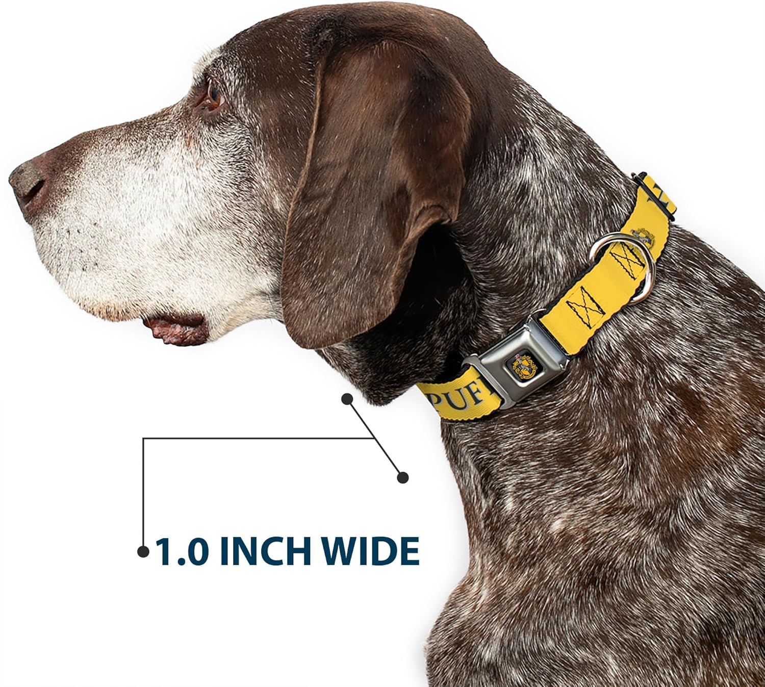 Dog Collar Seatbelt Buckle Harry Potter Hufflepuff Crest Yellow Black 11 to 16.5 Inches 1.0 Inch Wide
