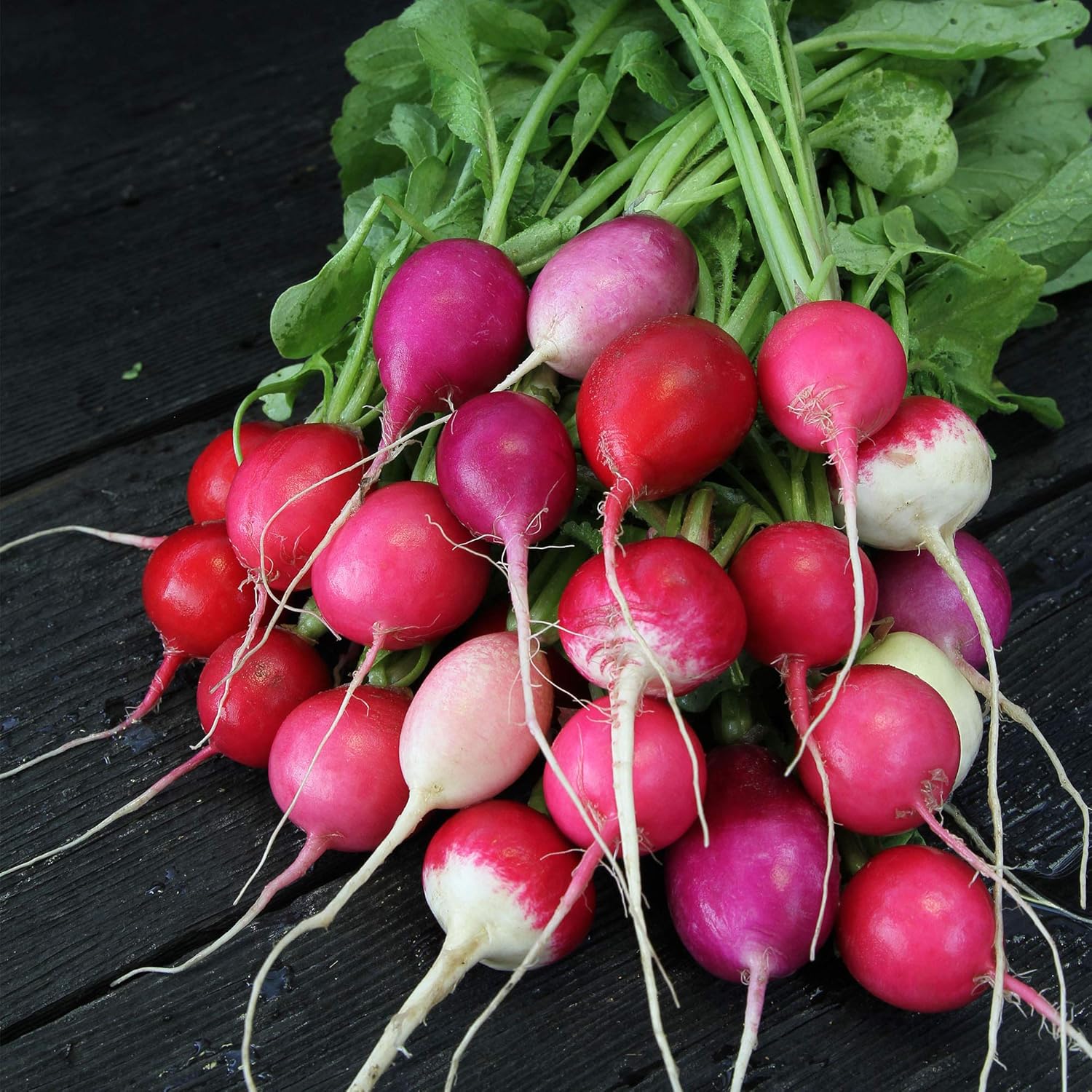 Organic Easter Egg Radish - 1 LB ~42,800 Seeds - Organic, Heirloom, Open Pollinated, Non-GMO, Farm & Vegetable Gardening Seeds