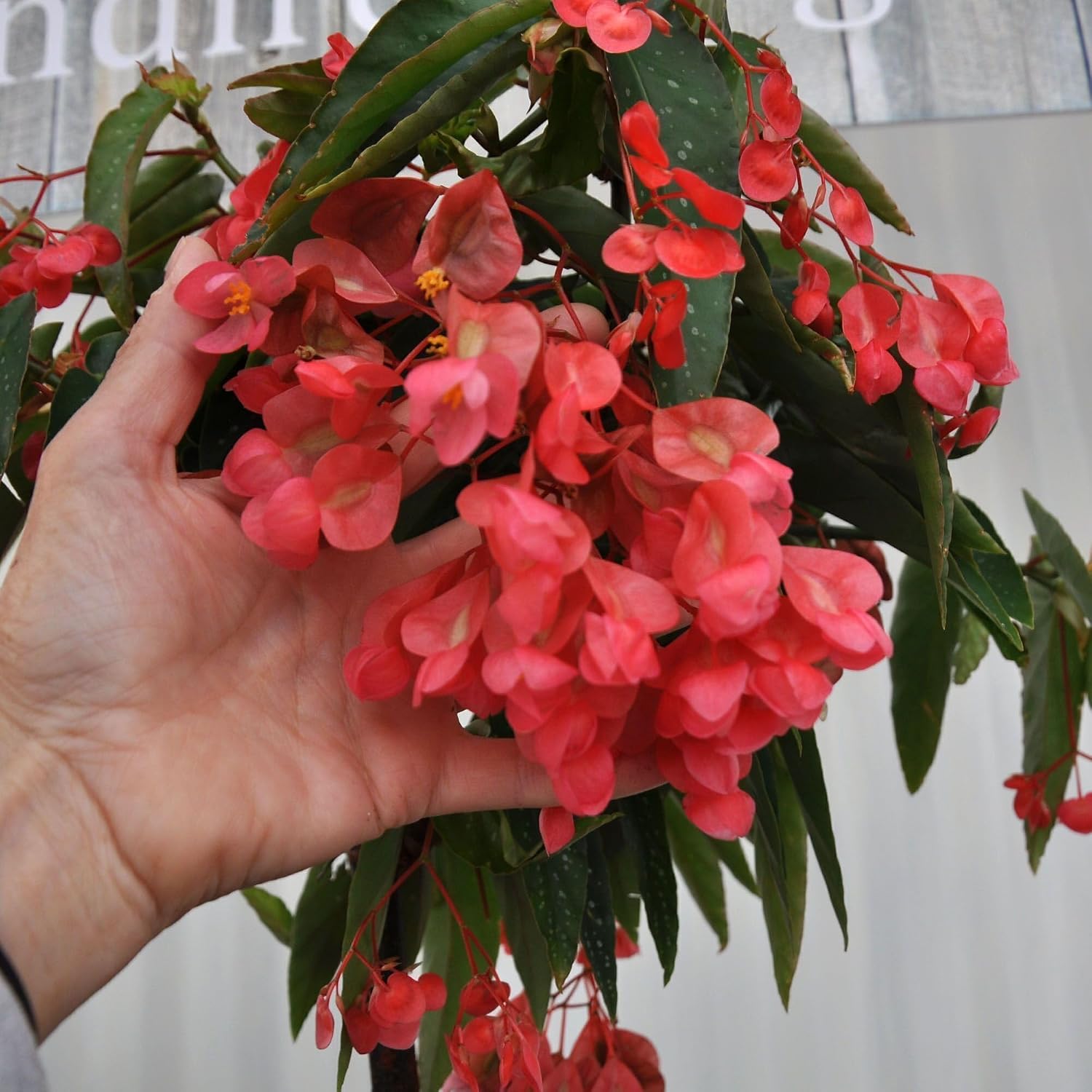 Begonia maculata 'Tamaya', Bamboo Cane Begonia, Bamboo Begonia, houseplant, Multiple Bloom Times, Rare, Container Size: 4.5"