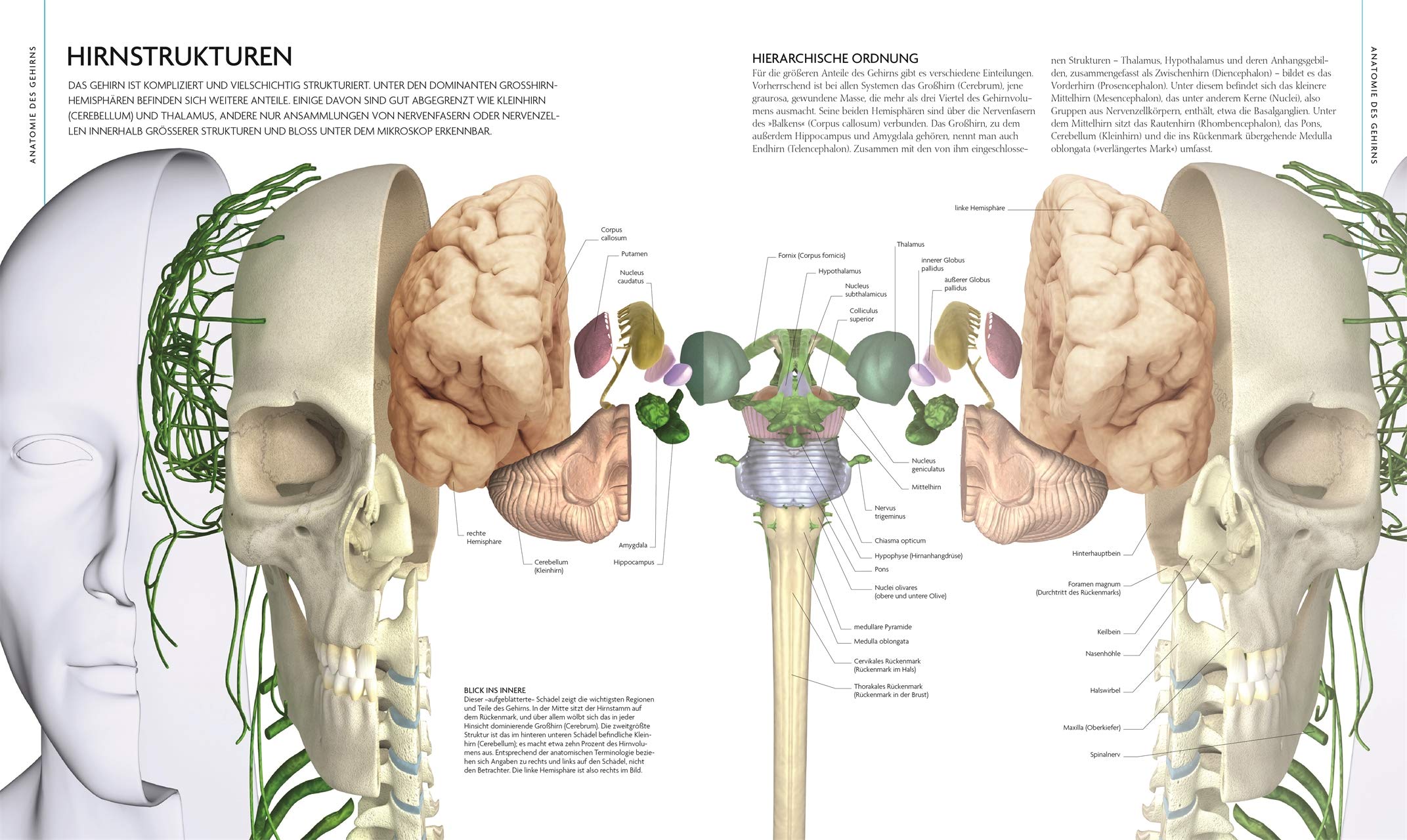 Das Gehirn: Anatomie, Sinneswahrnehmung, Gedächtnis, Bewusstsein, Störungen. Aktualisierte Neuausgabe