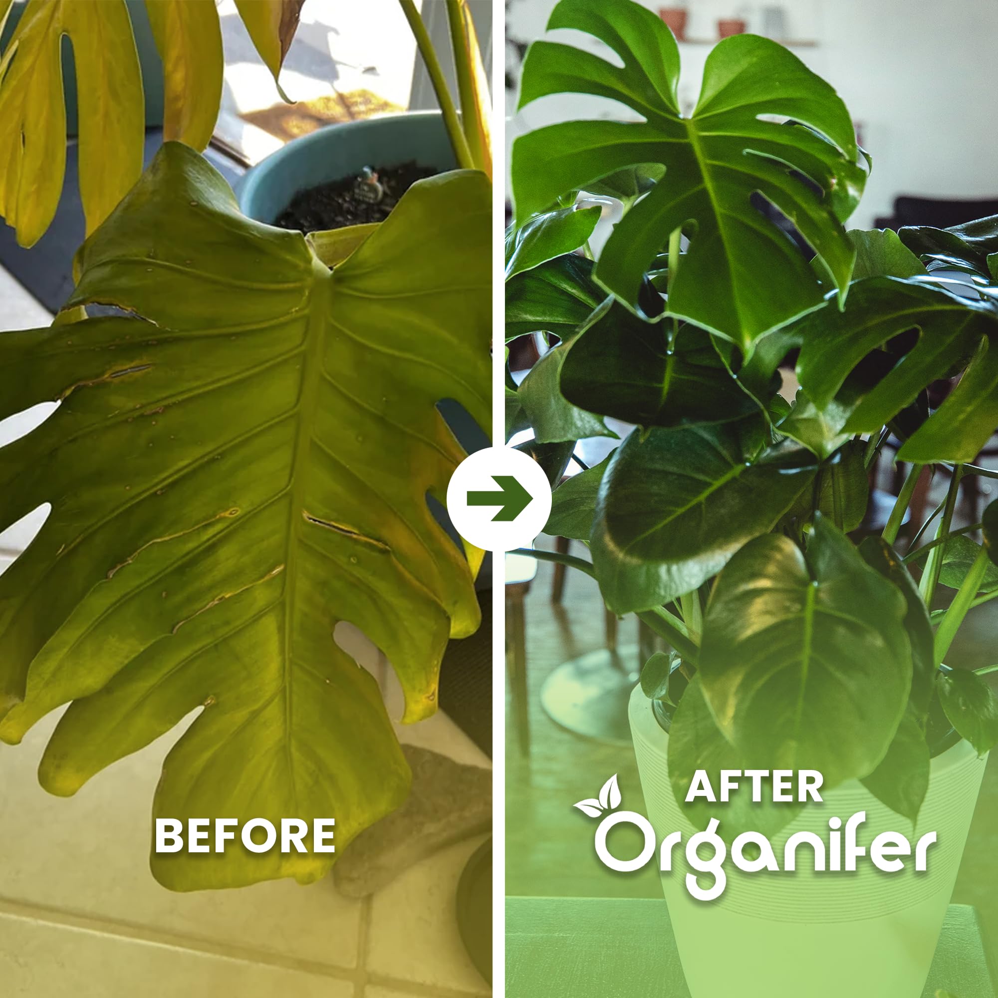 Fertilizante Líquido - 10L - Para Planta Verde - NPK 2-1-8 | Crecimiento Saludable Y Plantas Robustas - Organifer
