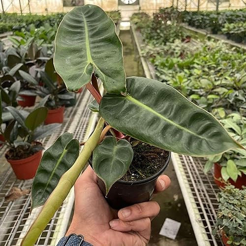 Philodendron Billietiae - Planta viva para interior  Diferentes plantas de interior en maceta de 4 y 6 pulgadas  Planta de casa real para sala de