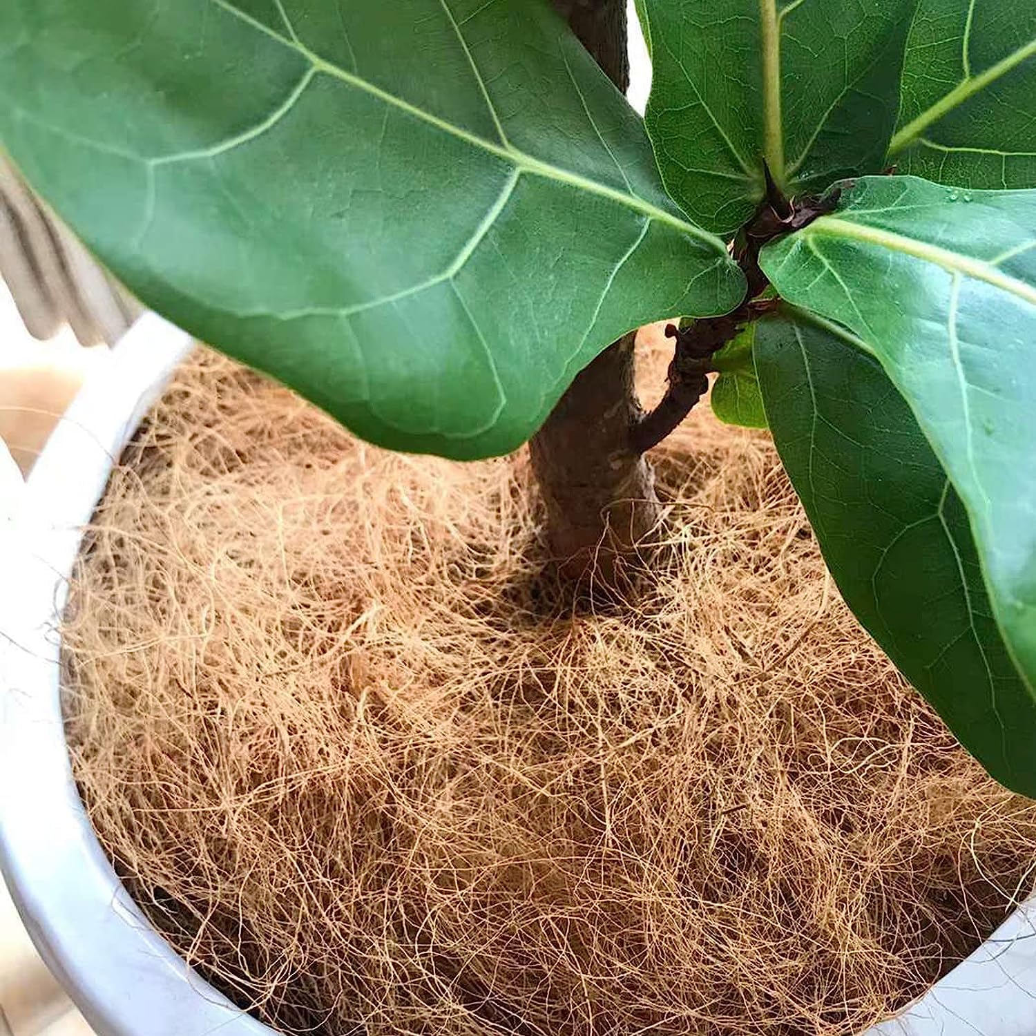 その他観葉植物 CoCo EARTH POT - Coco - S | 100percent オンラインストア