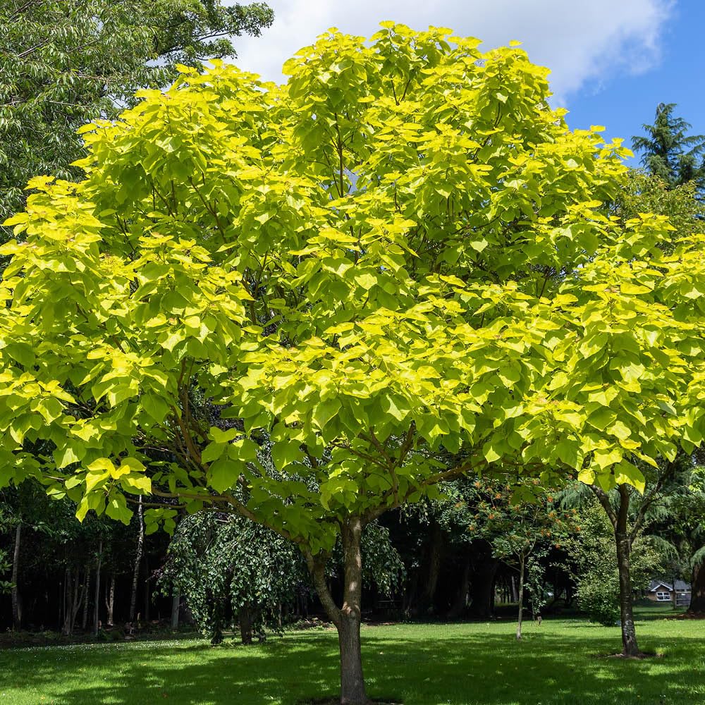 YouGarden Golden Indian Bean Tree, Established Plant in 5 Litre Pot, Catalpa bignonioides Aurea, Ready to Plant