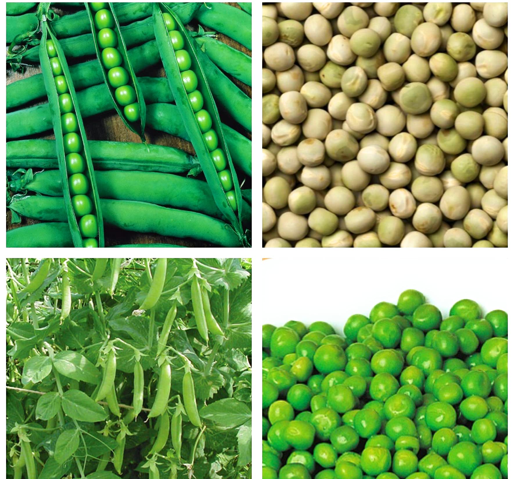 VibeX Pea Seeds Kelvedon Wonder Variety to Plant Yourself -200 Seeds (B0BBGP26W5) Amazon Price History, Amazon Price Tracker