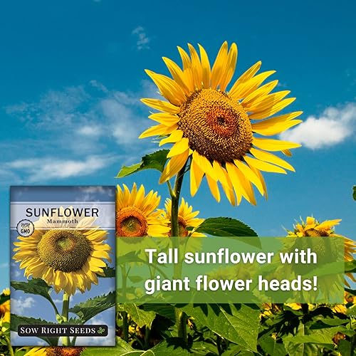 Miniatura 5 de Sow Right Seeds - Semillas de girasol de mamut para plantar - Cultiva girasoles gigantes en tu jardín - Semillas de reliquia sin OMG para plantar un
