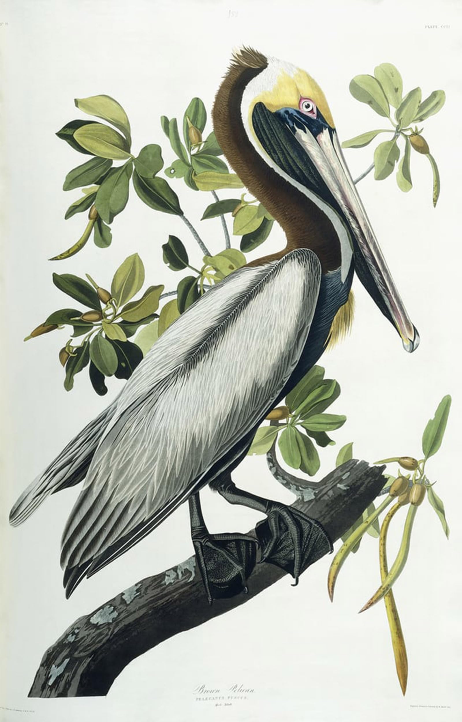 SERENDIPITP Aesthetic Poster Photo Wall Print Retro Picture Brown by John Jamess Audubon Modern Wall Artwork for Home Decor 60x90cm