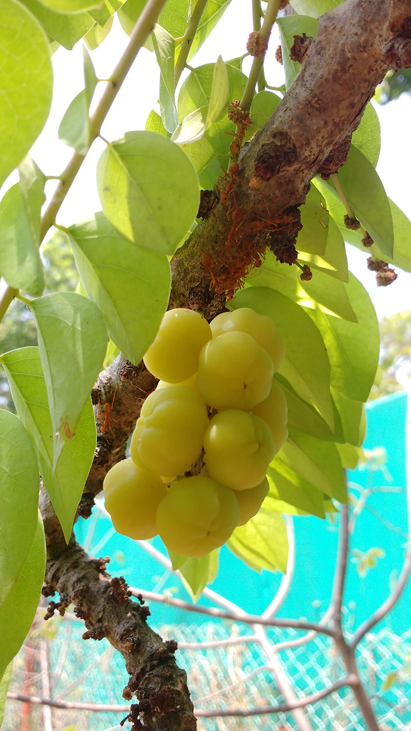 Athidhi Garden Sweet Star Gooseberry Phyllanthus acidus Fruit Seedling Live Plant