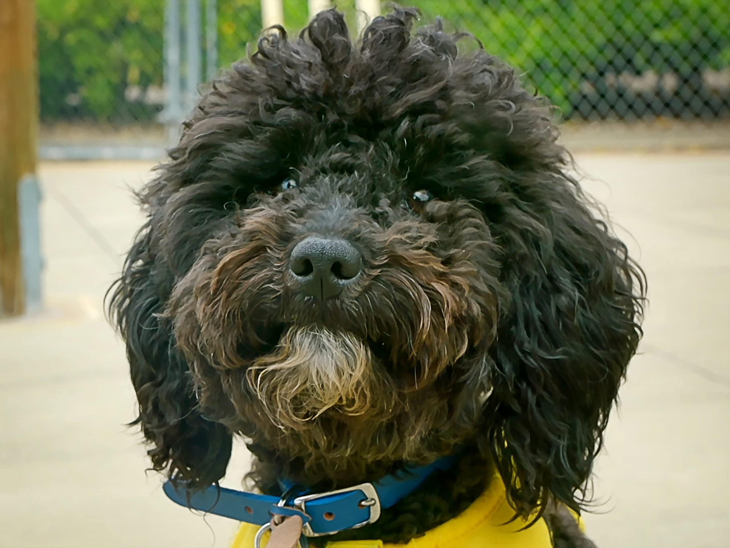 Watch The Dog House UK Season 1 Prime Video