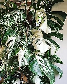 50+ Seeds Pcs Organic Monstera Deliciosa Albo Variegated Seeds, Monstera White Tiger Plant Seeds, Perfect for Planting and