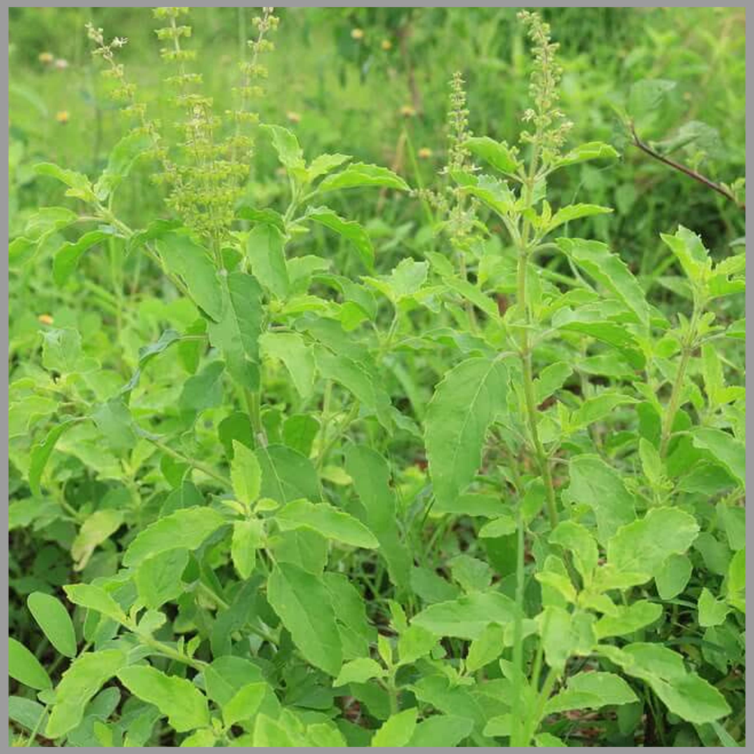 Tulsi Green (Rama Tulasi/Ocimum/Holy Basil) Seeds (Pack of 100 Seeds) - GardenHunt (B087XBQ9JT) Amazon Price History, Amazon Price Tracker