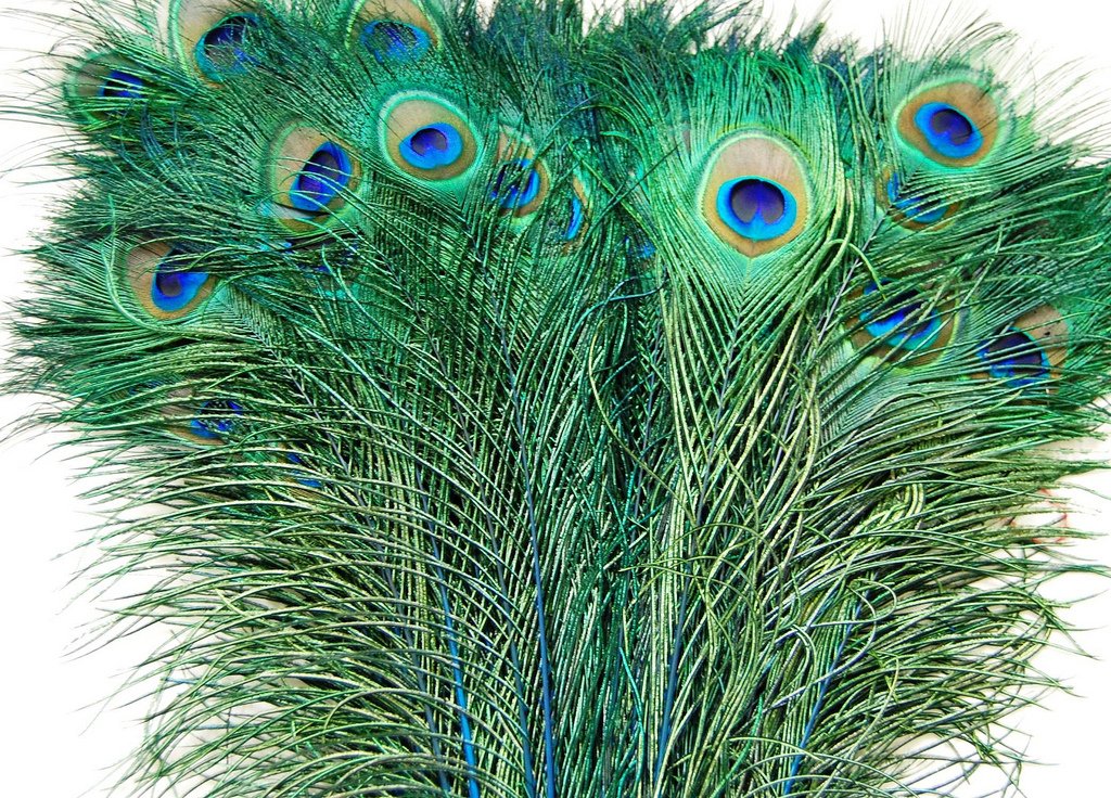 Feather Store - 10 Real Dyed Peacock Eye Feathers 30-35