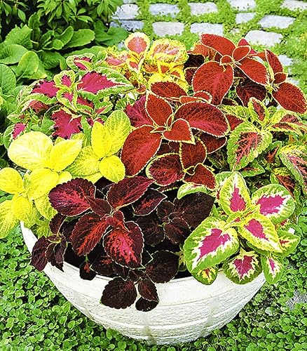 Semillas Coleus Exotic Mix - Flores anuales para plantar - Sin OMG