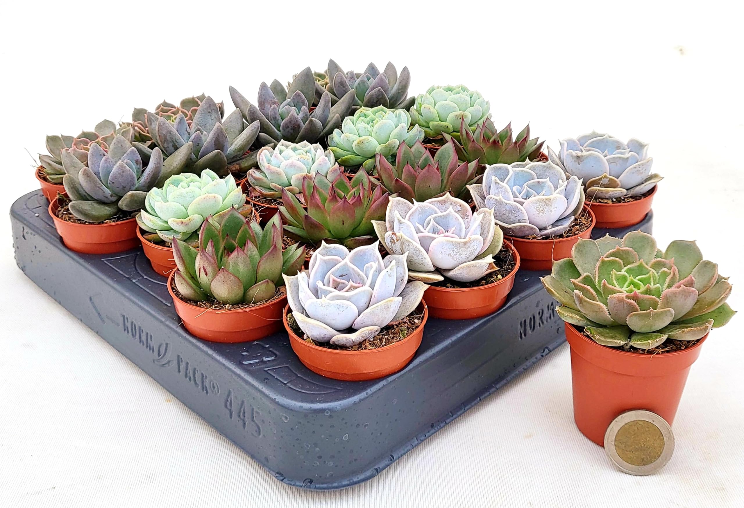 POWERS TO FLOWERS - ECHEVERIA DA MURO, MINI SET 20 PEZZI, VASO 5,5CM DIAMETRO, piante vere