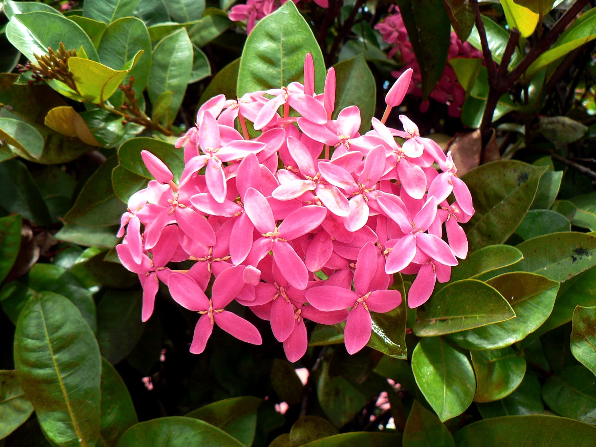 The Gifti ®️ Ixora or Rangan Flower Semi Dwarf Pink Color Plant - Flowering Shrubs Flower Garden Live Plant Nursery Indoor Outdoor Living Cluster Roof Top Suitable For Gardening Home Plant (Pink) (B0BPP64Z5X) Amazon Price History, Amazon Price Tracker