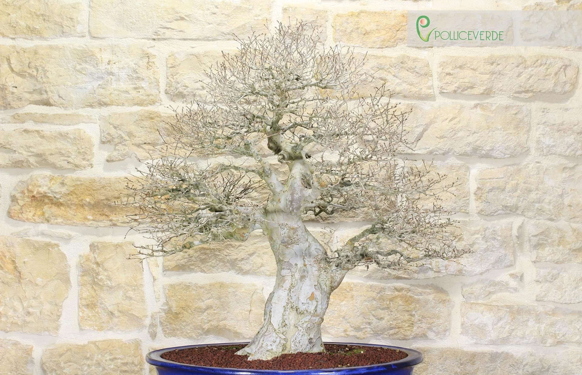 Bonsai di Zelkova Parvifolia (80)