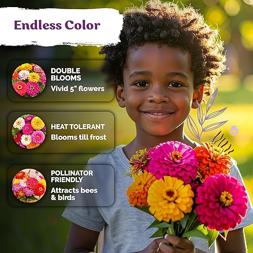 Miniatura 4 de KVITER 550 semillas de zinnia dalia para mezcla 2026 (Zinnia Elegans) - Flores dobles, sin OGM, reliquia y orgánicas - Semillas de flores para