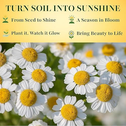 Miniatura 4 de TKE Farms & Gardens - Semillas de matricaria para plantar, más de 3000 semillas de hierbas medicinales no transgénicas, cultivar en interiores o