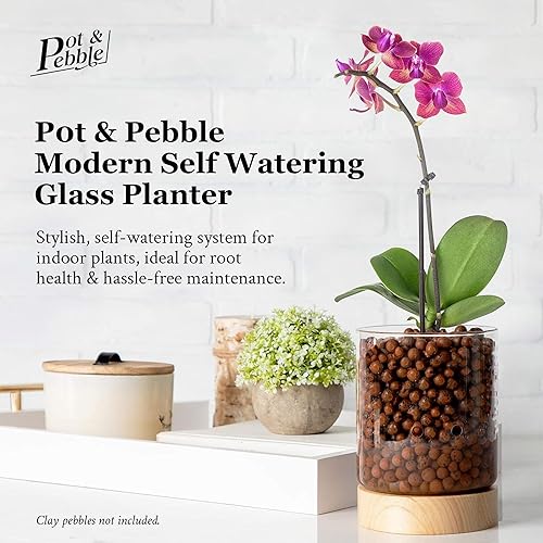 Miniatura 2 de Pot & Pebble Maceta de cristal para interiores con base de madera y control de nivel de agua transparente para visibilidad de raíces (adecuada para