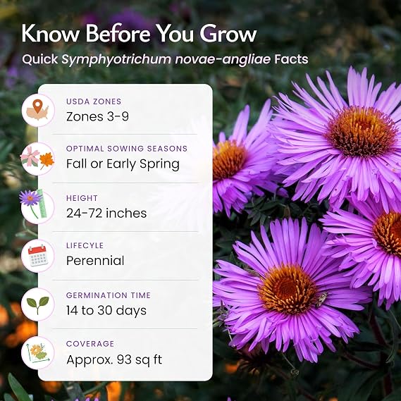 New England Aster Flower Seeds, Perennial, 2,500 Seeds, Covers 93 Sq Ft
