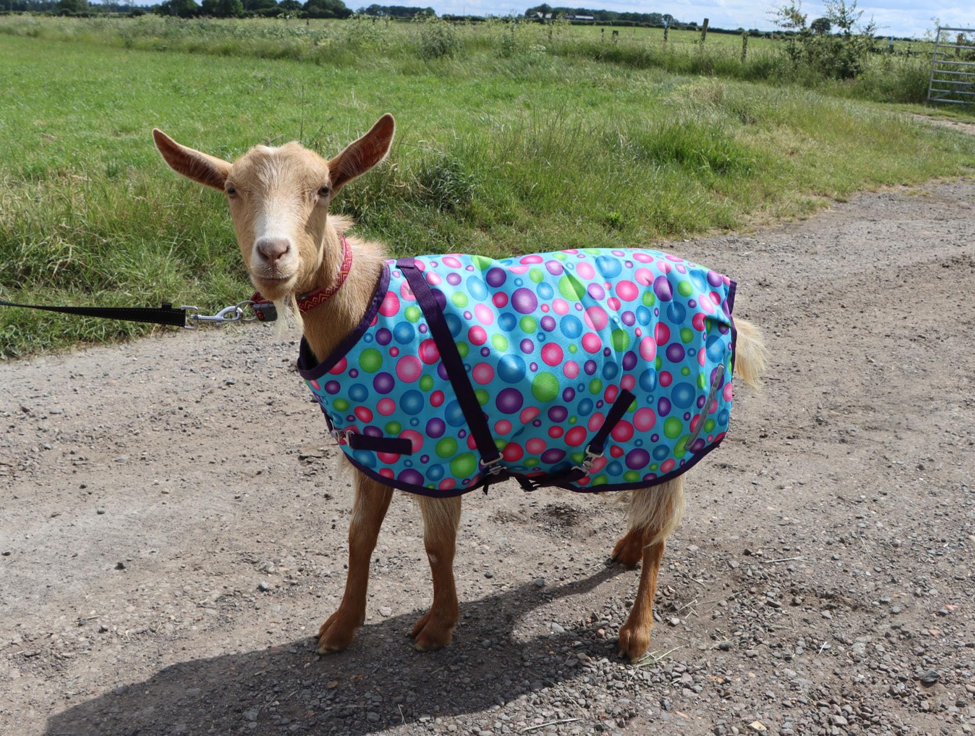 Ruggles Goat Coat - Waterproof Goat Rug (Spotty, Medium)