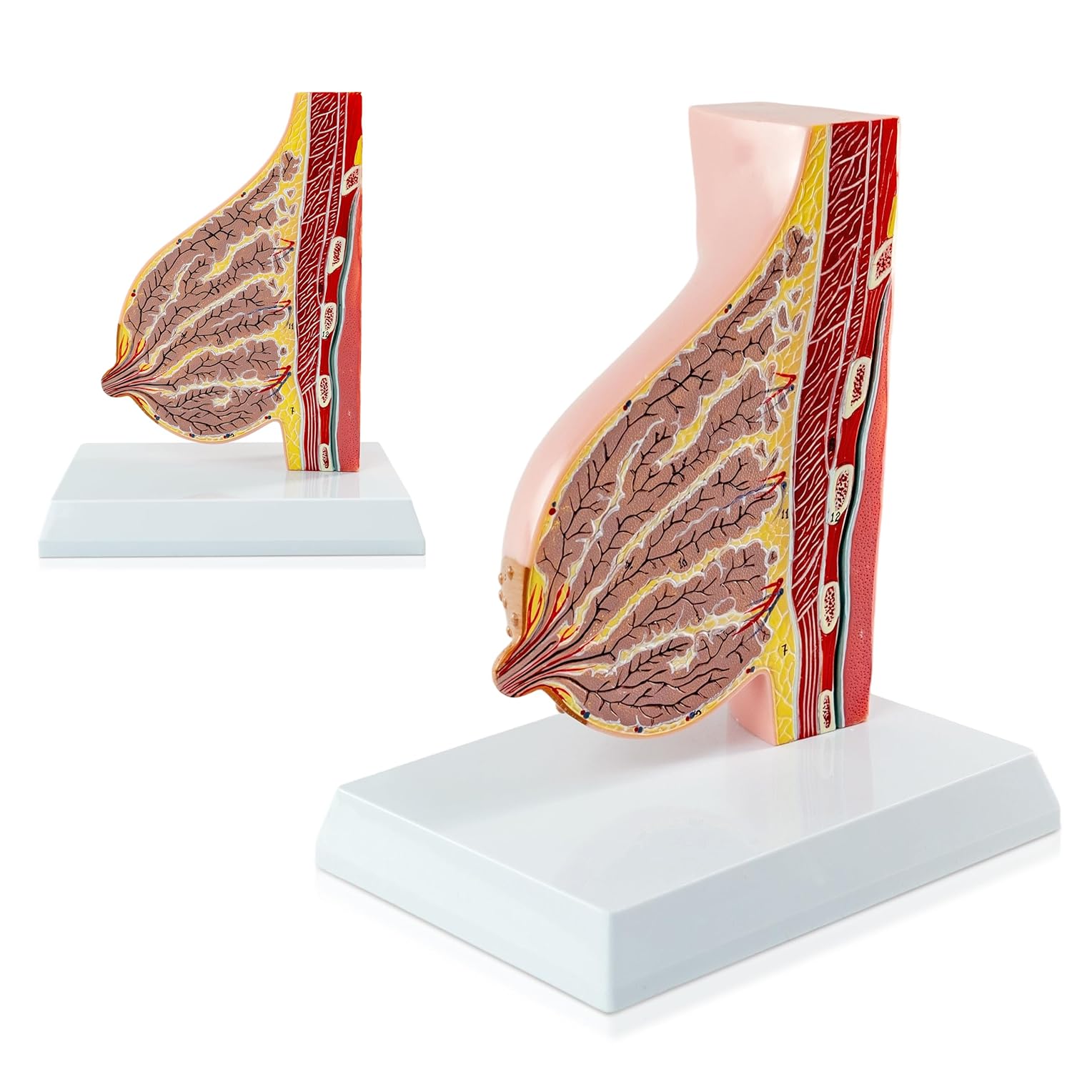 Lactating Breast Sagittal Section Model, Breast Anatomy Model Include Study Card, for Breast Surgeon