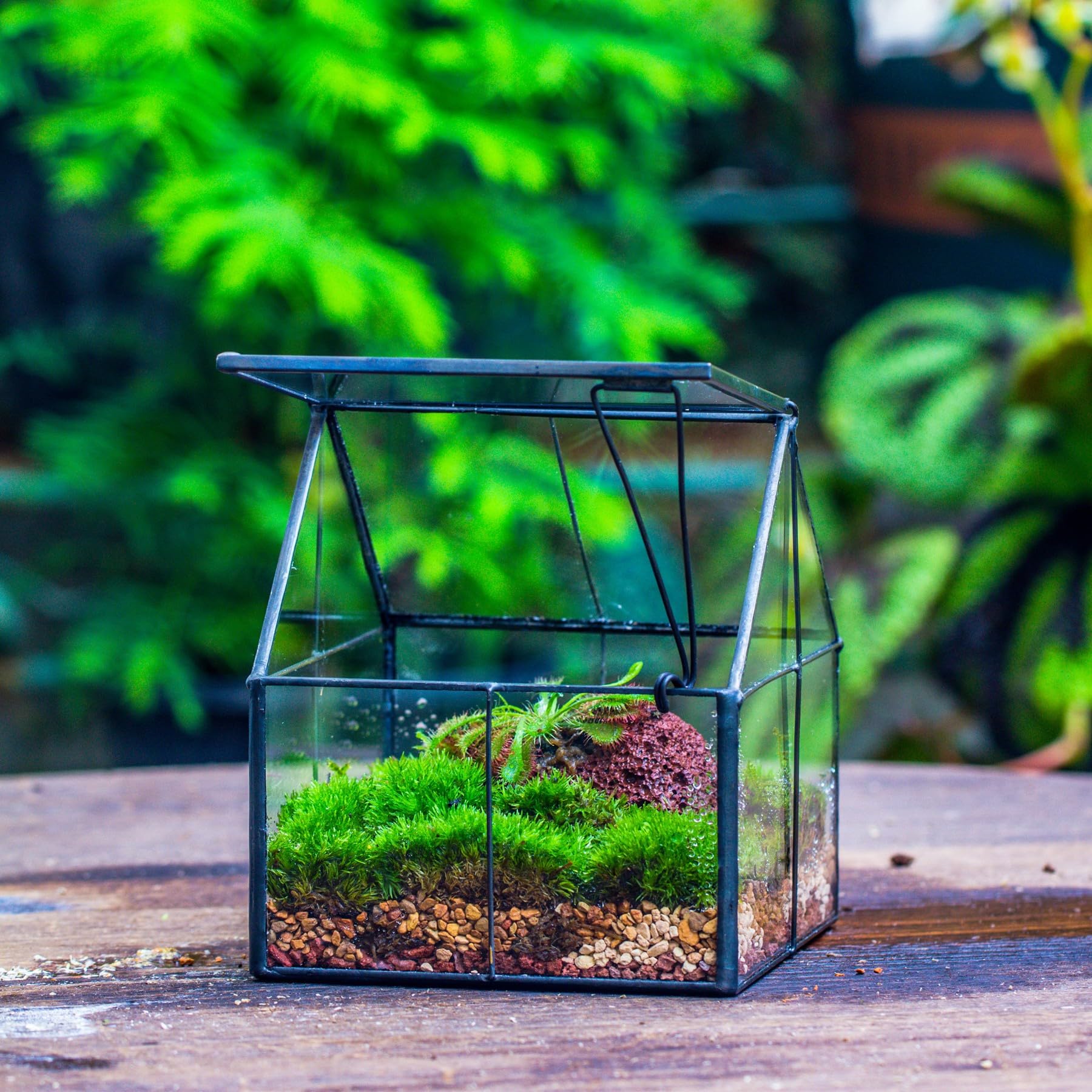 NCYP 10,8x10,8x12,5 cm Mini Noir Terrarium Géométrique en verre avec couvercle Fait à la main, Pour petites plantes succulentes, Décoration de table pour la maison jardin bureau (Terrarium Uniquement)