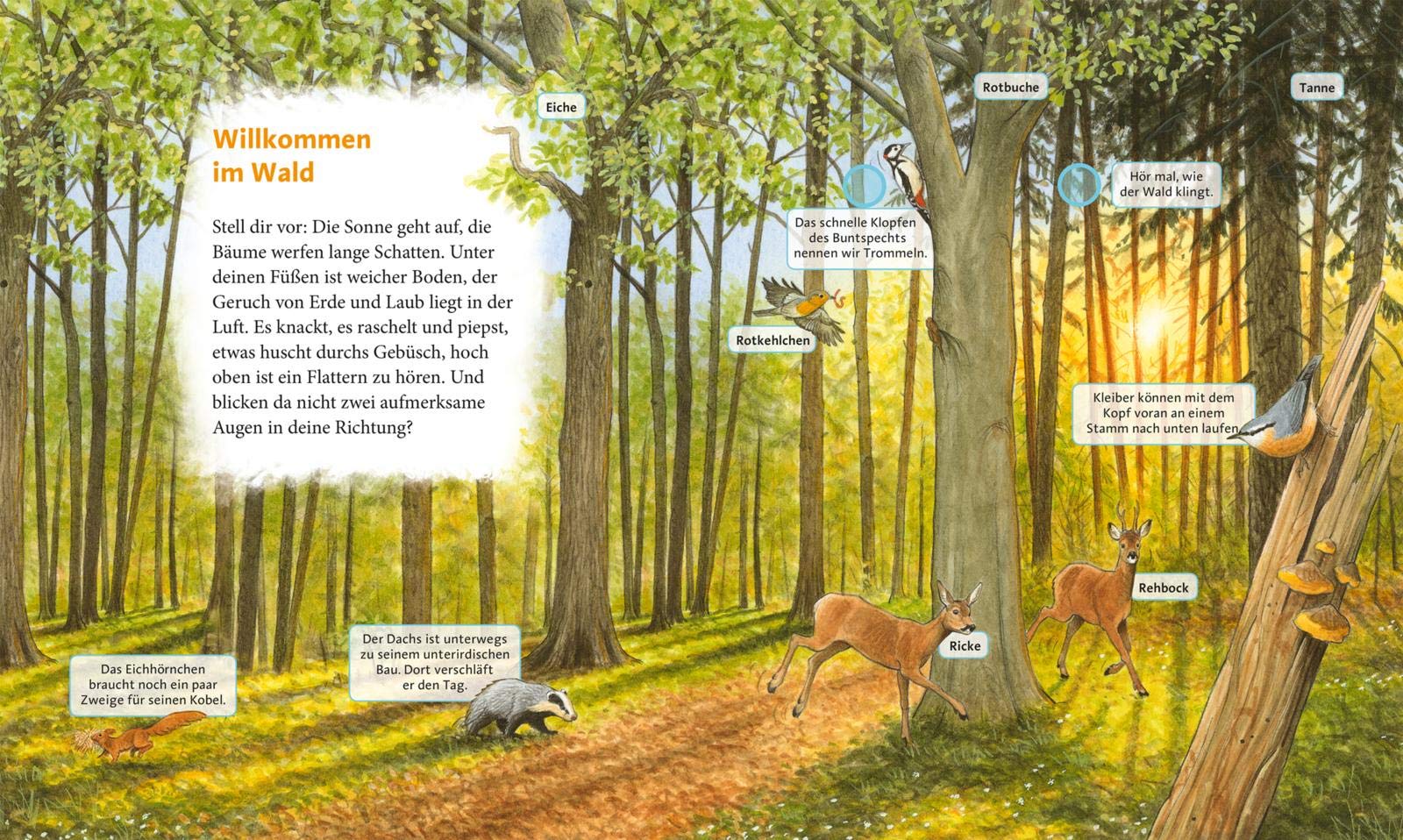 Hör mal (Soundbuch): Erlebe den Wald: Mit 16 echten Geräuschen aus dem Wald