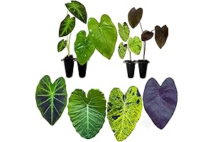 4-Pack of Giant Elephant Ear Plants: Dramatic Foliage for Lush Gardens