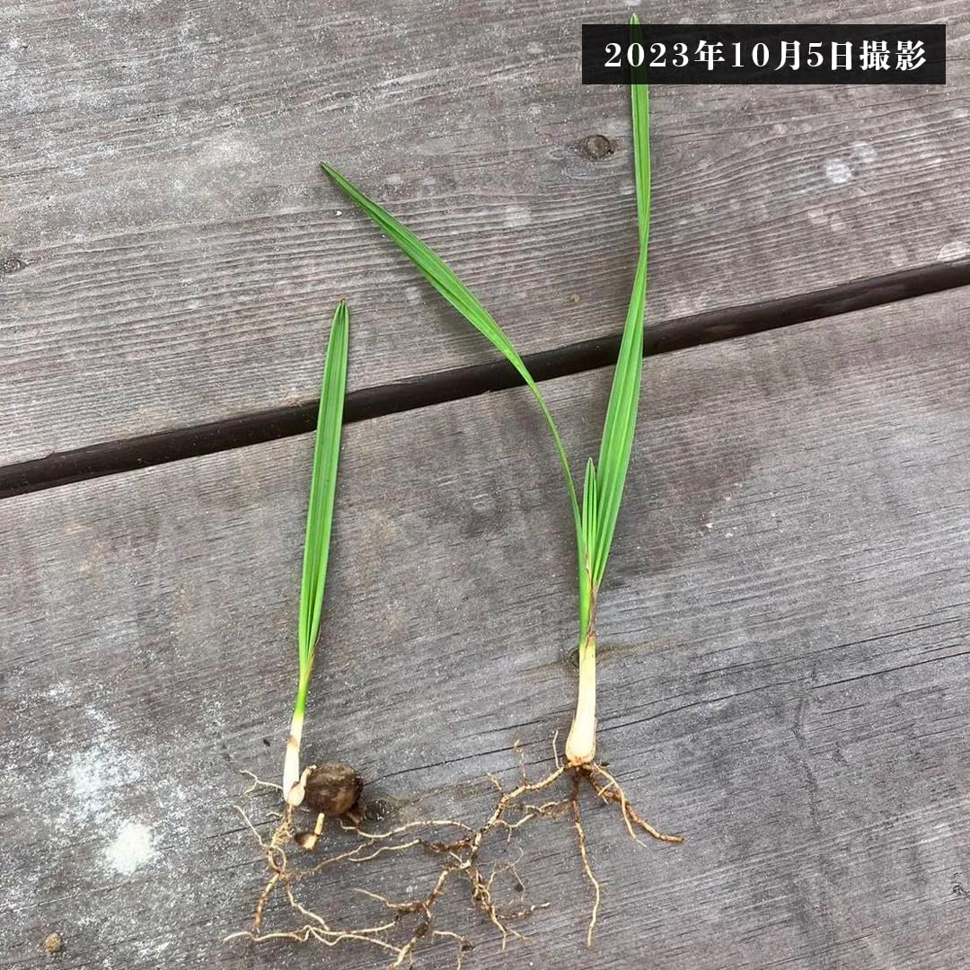 Amazon｜【抜き苗】ココスヤシ 30本 Butia capitata｜観葉植物