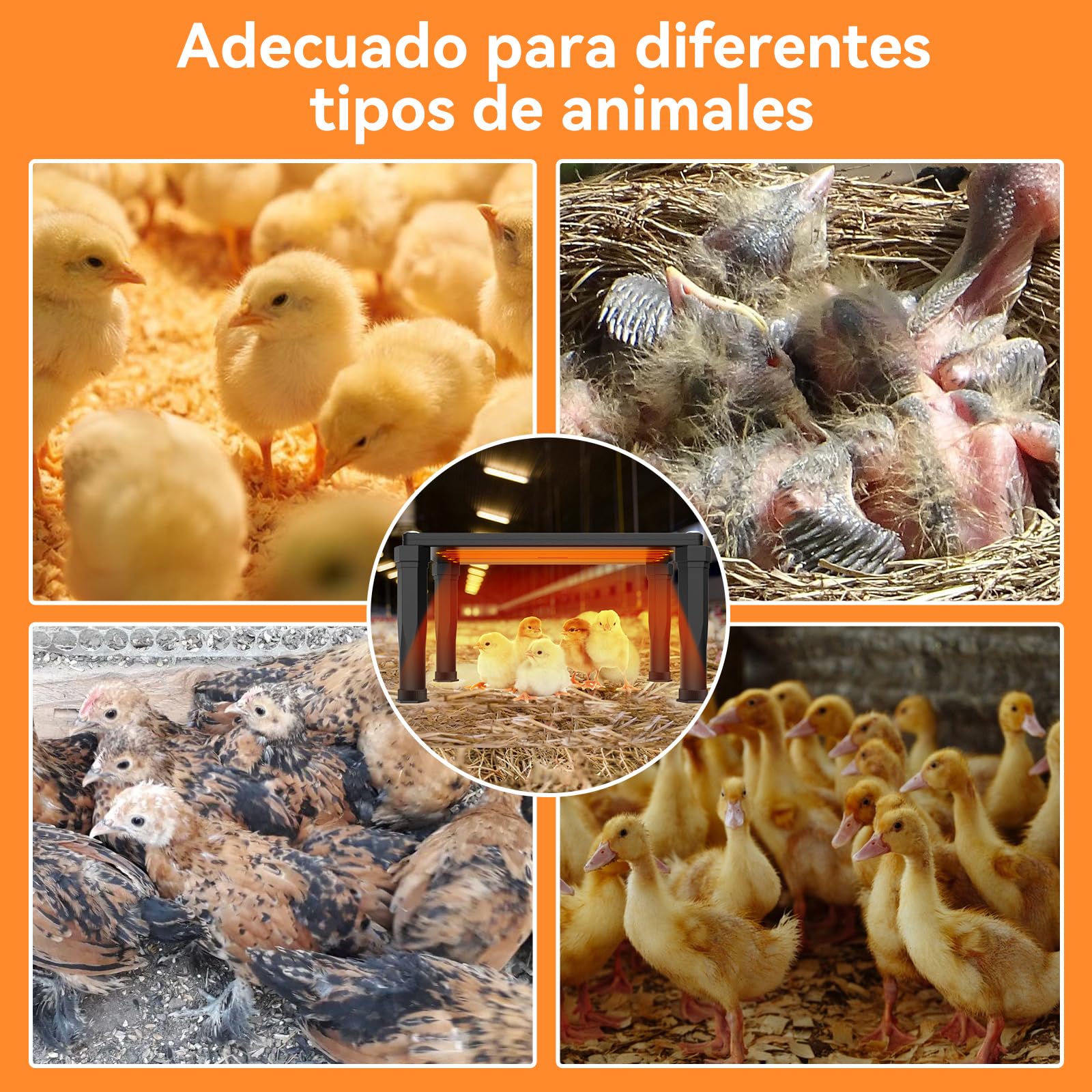 MQUPIN Calentador de Gallineror & Criadora de Pollitos 2-in-1, 120w Calefacción Doble Calentador de Gallineror, 5℃-80℃ Ajuste de Temperatura, 24H Temporizador Calefacción Gallinero para Pollos, Patos