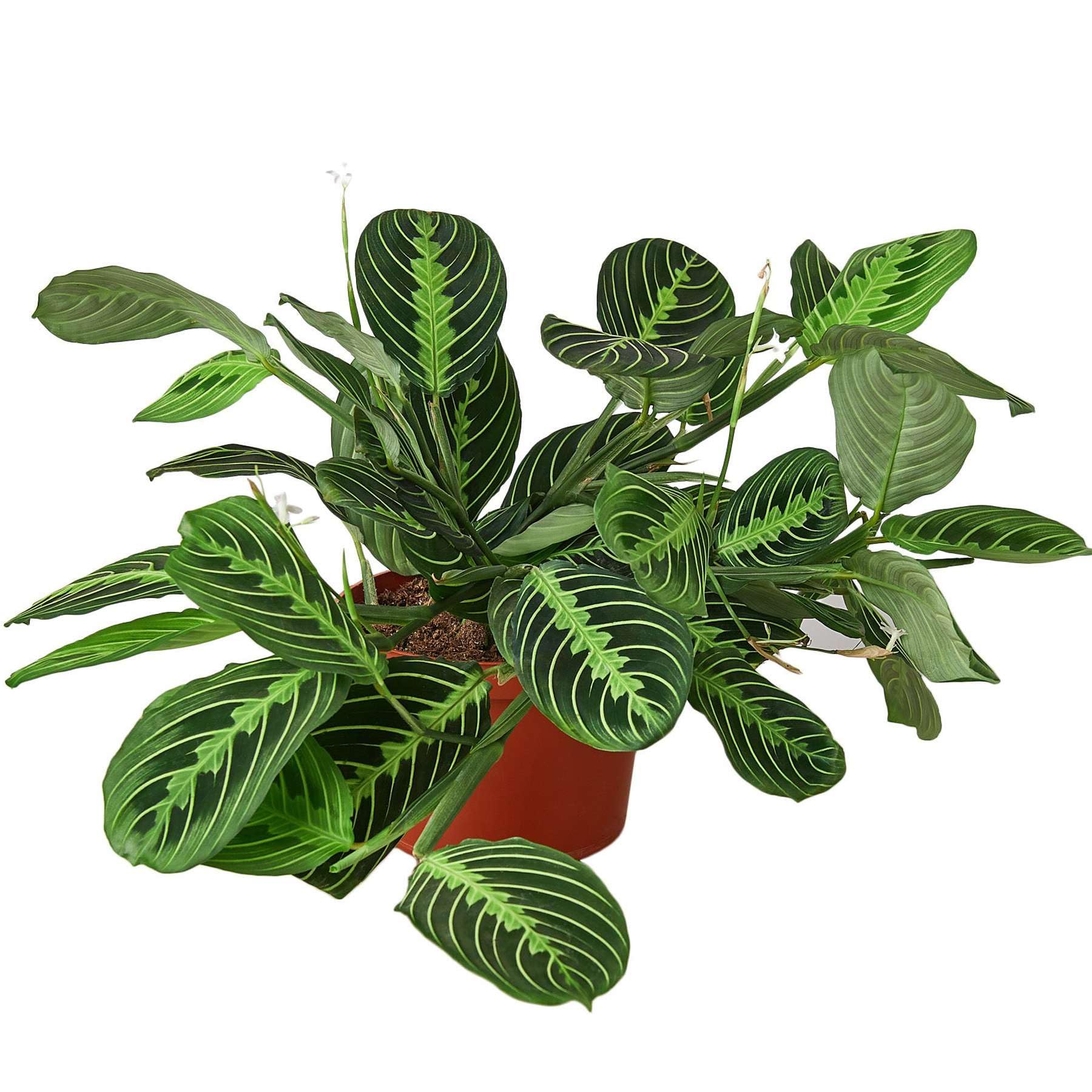 Maranta Lemon Lime Prayer Plant