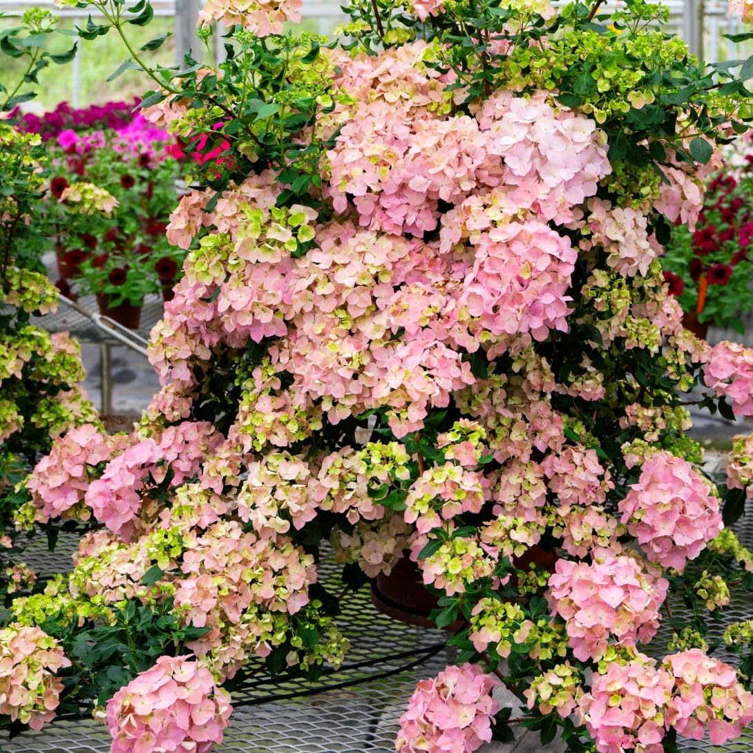 Amazon.co.jp: 花木苗 アジサイ ラグランジア(R) オーロランジュ 品種