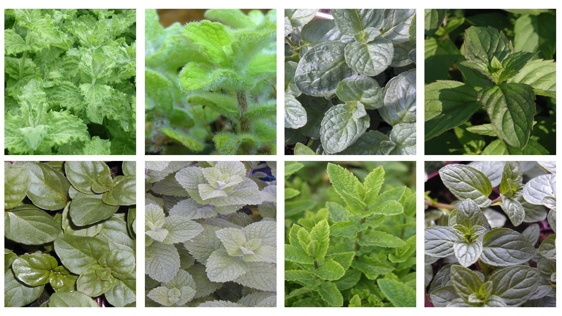 Herbs Ultimate Mint Plant Collection *12 different varieties* Gardening Garden & Outdoors