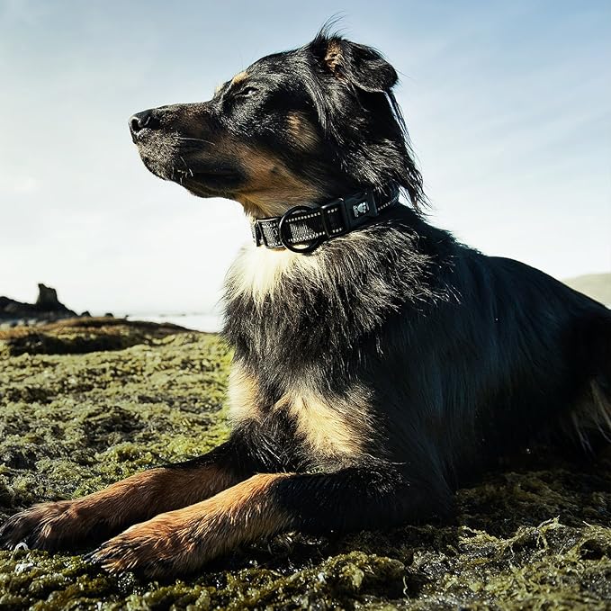 hurtta padded collar