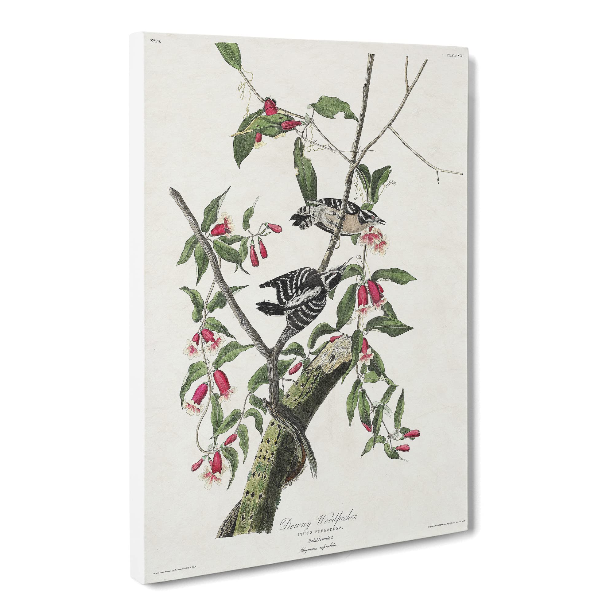 Downy Woodpeckers By John James Audubon Canvas Print, Mixed, 25L x 50W cm