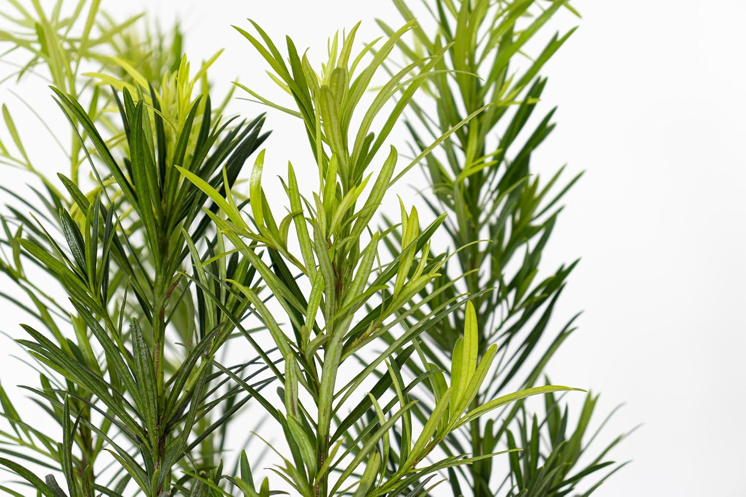 Podocarpus Maki by United Nursery 18-24 inches Tall Live Outdoor Shrub 10 inch Plant Pot Columnar Evergreen Privacy Screen Dense Deep Green Foliage Low Maintenance Hedge for Garden and Landscape