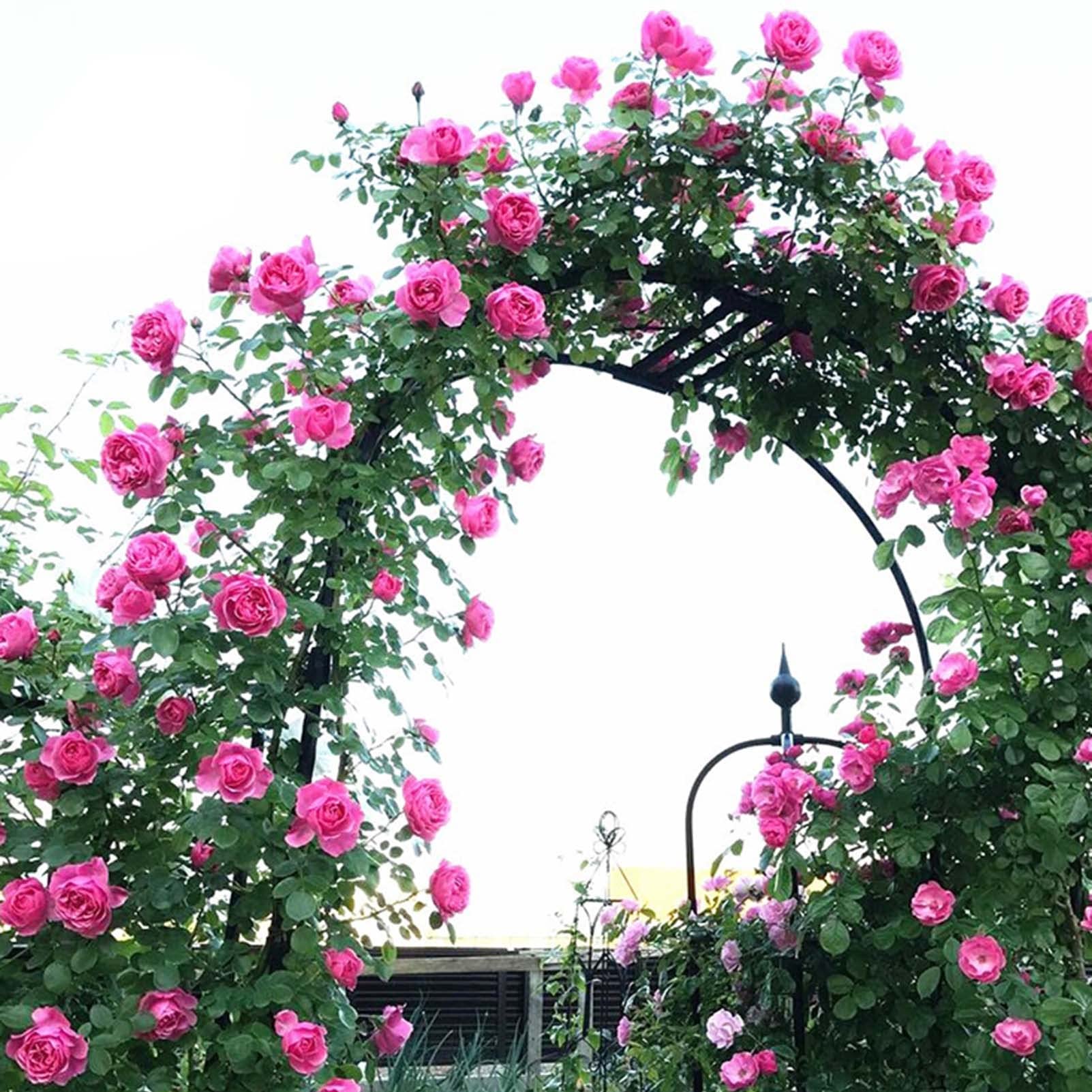 Metall-Gartenbogen für Kletterpflanzen – Rosenspalier für den Außenbereich, 180 x 220 x 25 cm, ideal für Reben und Rosen, langlebige Gartendekoration, perfekt für den Außenbereich
