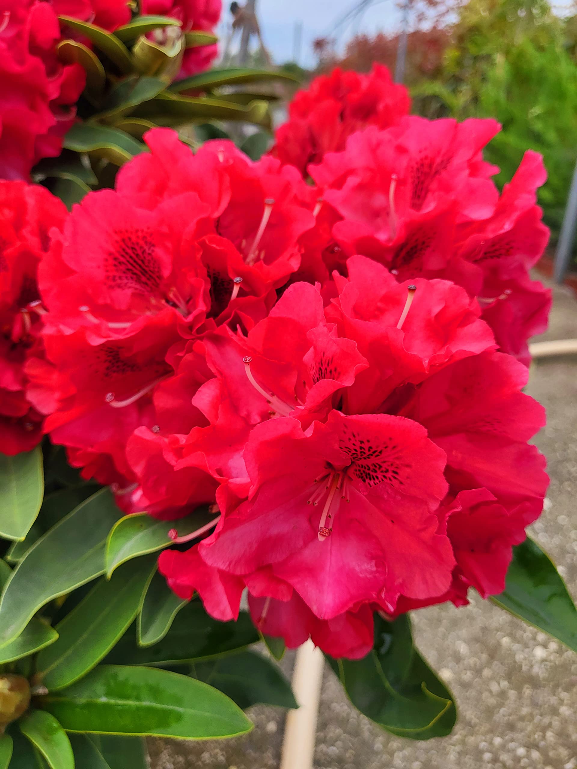POWERS TO FLOWERS - RODODENDRO ROSSO INTENSO XXL, RHODODENDRON, IN VASO 22CM DIAMETRO, pianta vera