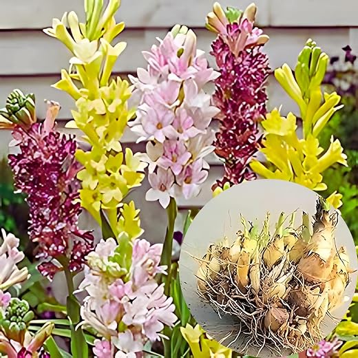 Beejhub -Tube Rose | Rajanigandha |Hybrid | Pack of 12 Bulb | Double Petal | All Season | 95% Germination Rate | Aromatic Flower | Mix Color |…