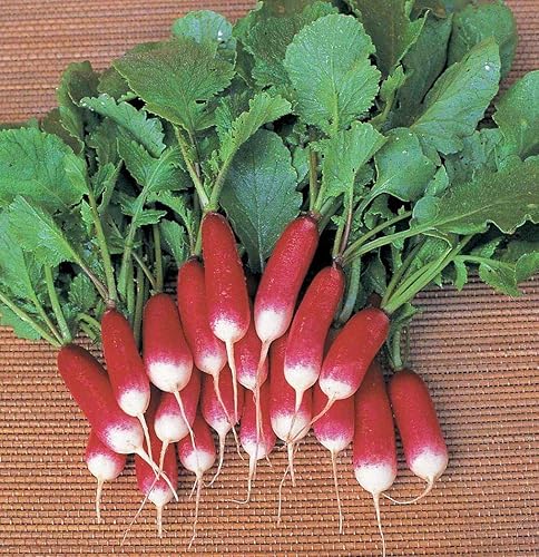 Miniatura 3 de Semillas de Rábano Francés Vegetal 18 Días Temprano Rojo Heirloom - 300 Semillas