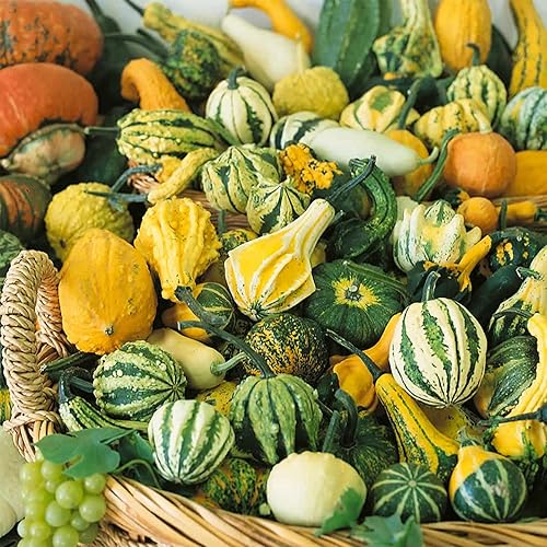 Semillas de jardín de calabaza de mezcla pequeña, paquete de 0.07 oz, 60 semillas, sin OMG, semilla de jardinería vegetal tradicional - Cucurbita