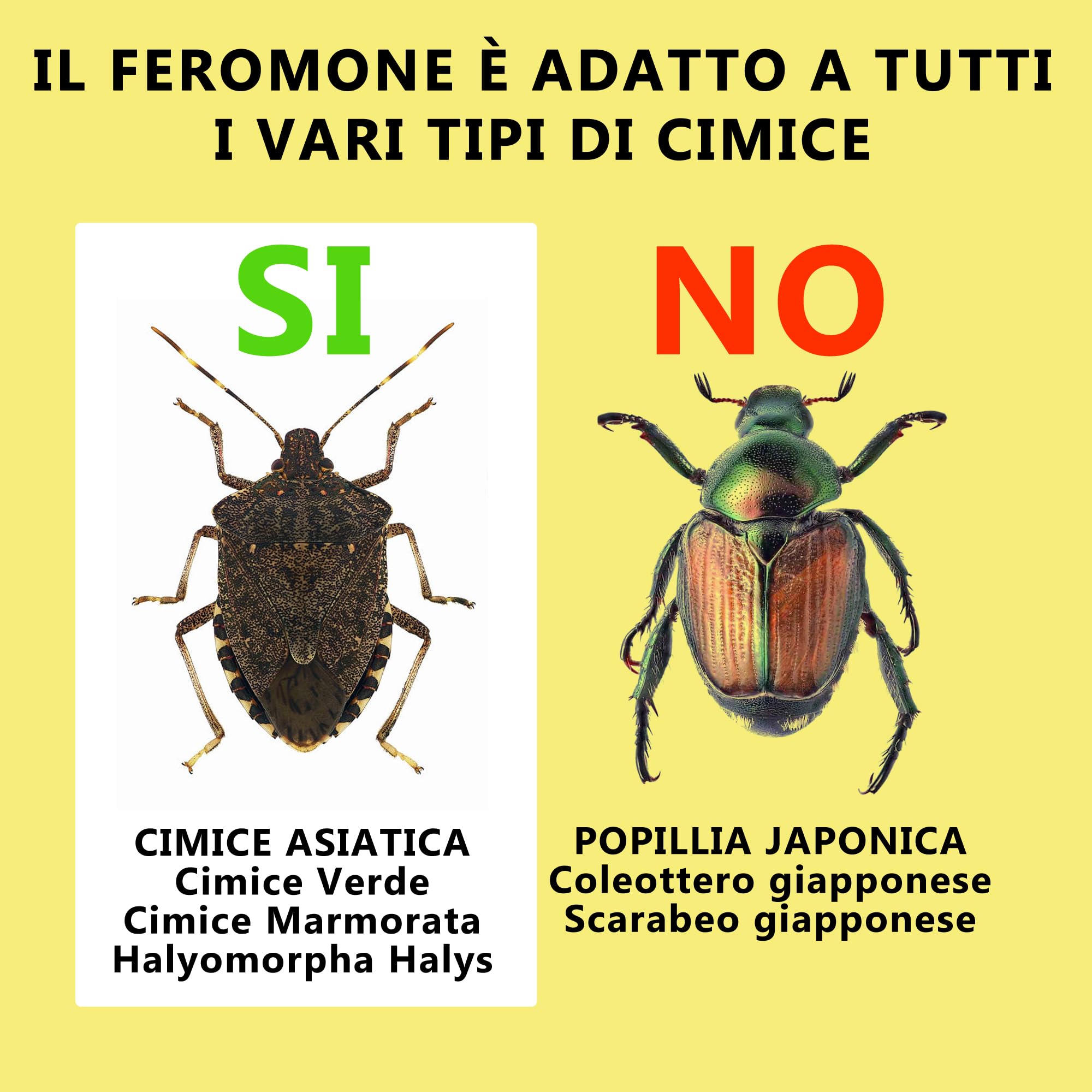 Cimice Stop Block Trap - Trappola ecologica per la cattura di massa della Cimice Asiatica, Verde e Marmorata (Halyomorpha Halys) Più di 12 settimane di funzionamento (Kit Completo)