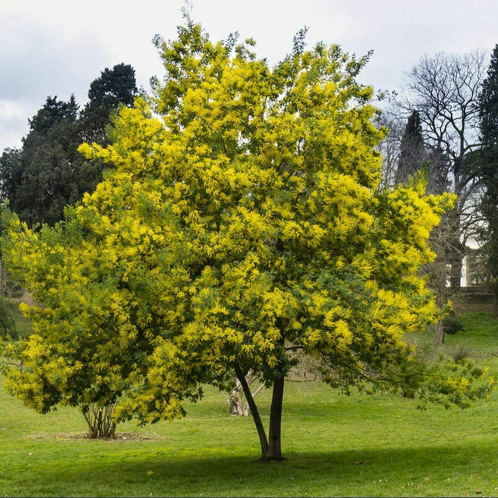 Mimosa "Acacia dealbata" pianta in vaso 4 litri con canna h. oltre 2 metri Vivaio di Castelletto