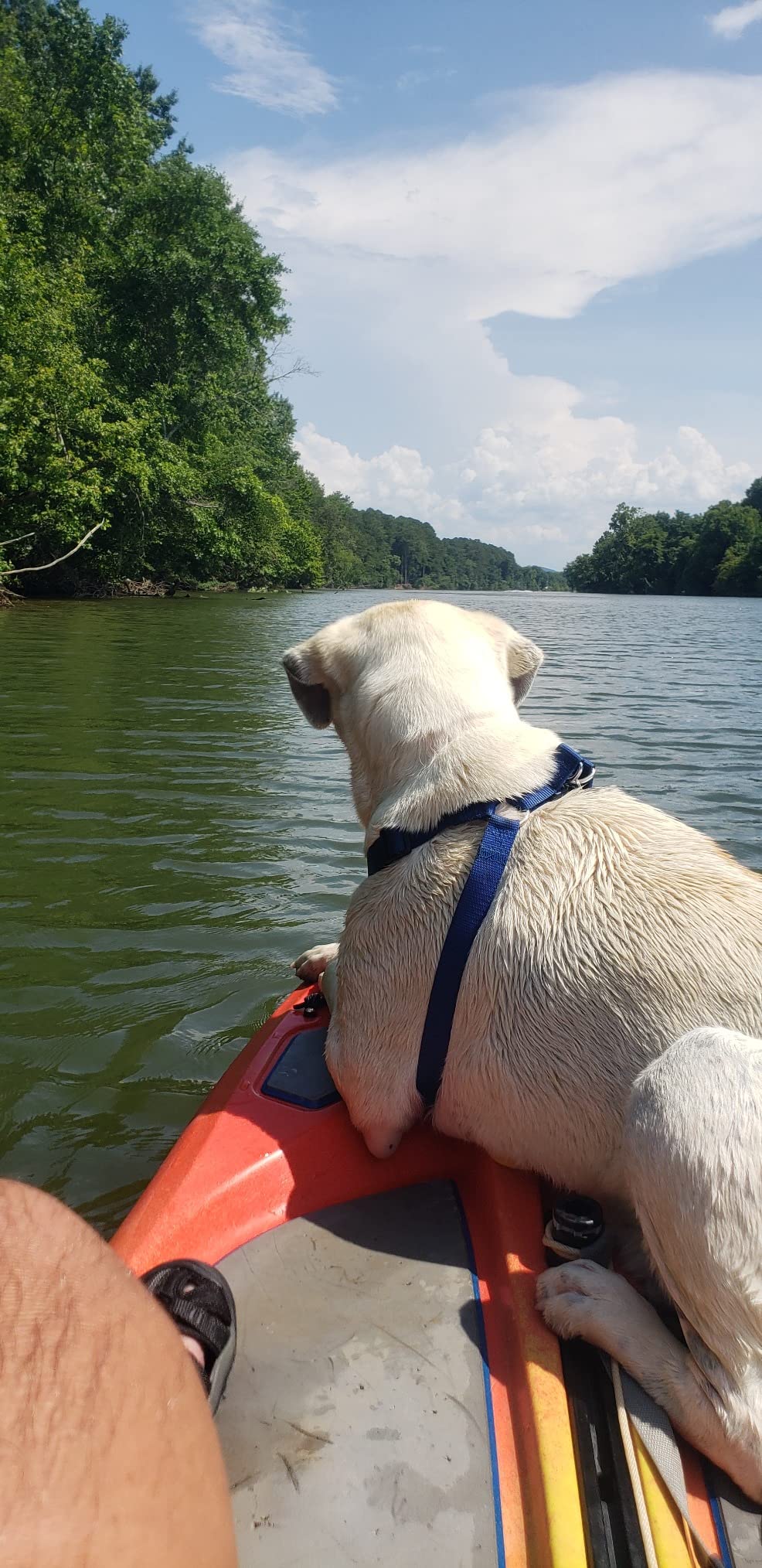 28/mo Finance Perception Hi Life 11 Sit on Top Kayak for Adults